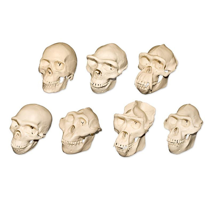Replica Half Scale Primate Skulls - Set of 7