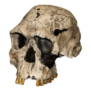 Replica KNM ER 1813 Skull