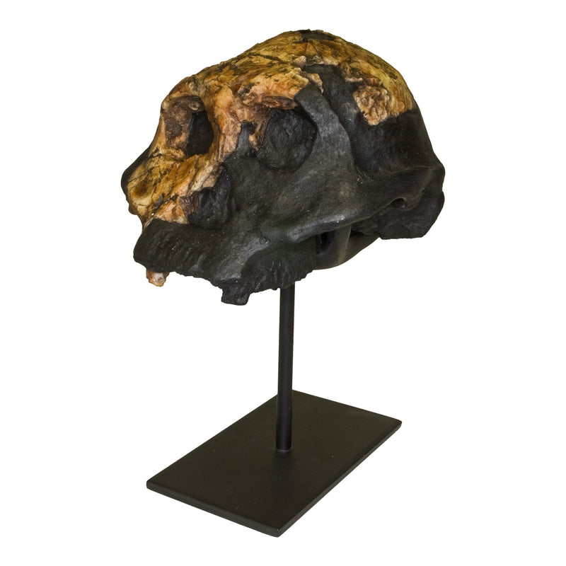 Replica KNM ER 732 Skull - Female