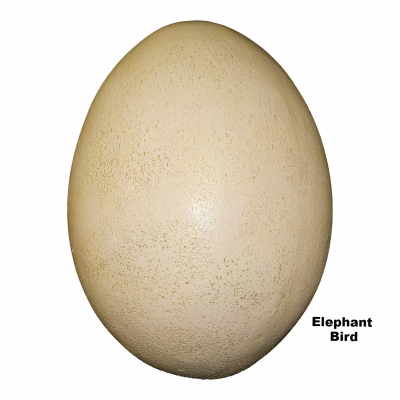 Replica Elephant Bird Egg (350 mm)
