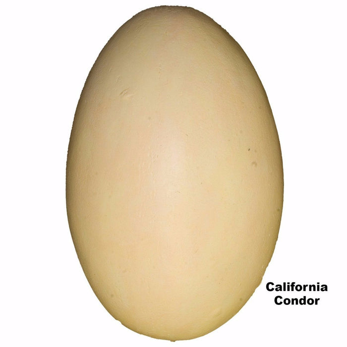 Replica California Condor Egg (120mm)