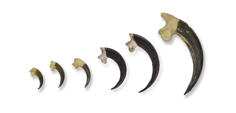 Replica Raptor Talons - Set of Six