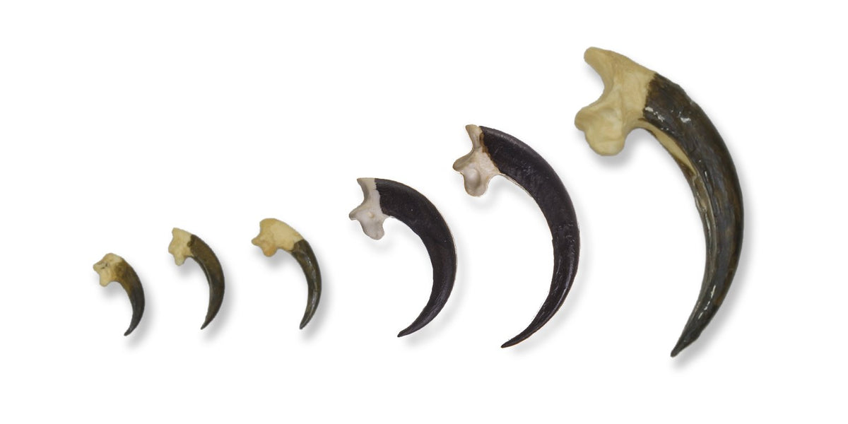 Talons online