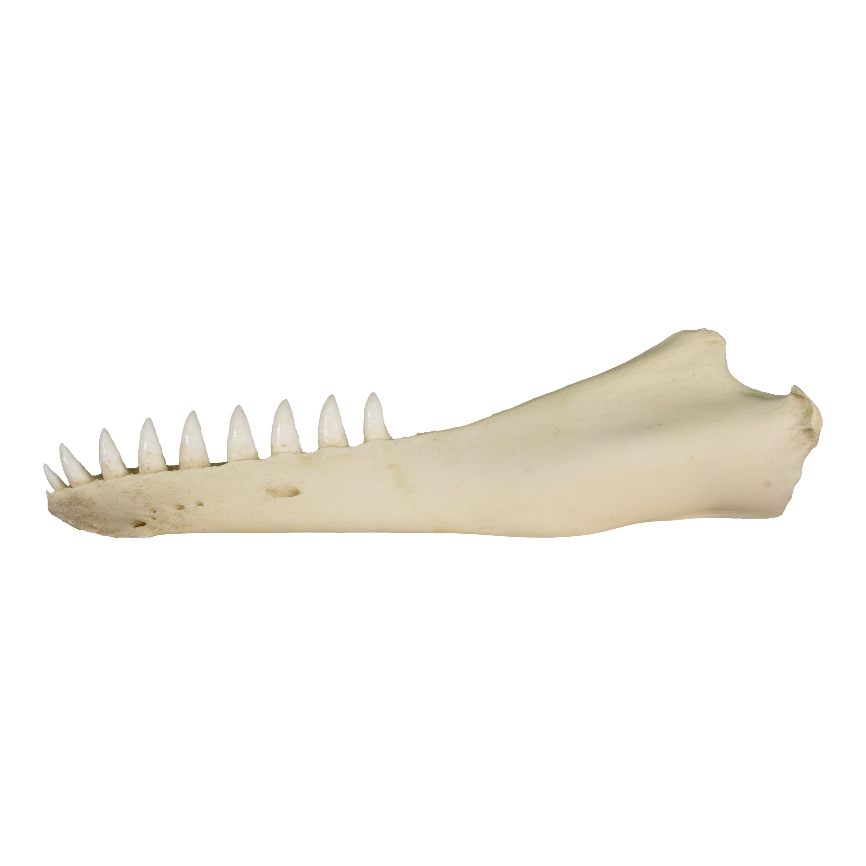 Replica False Killer Whale Half Jaw For Sale — Skulls Unlimited