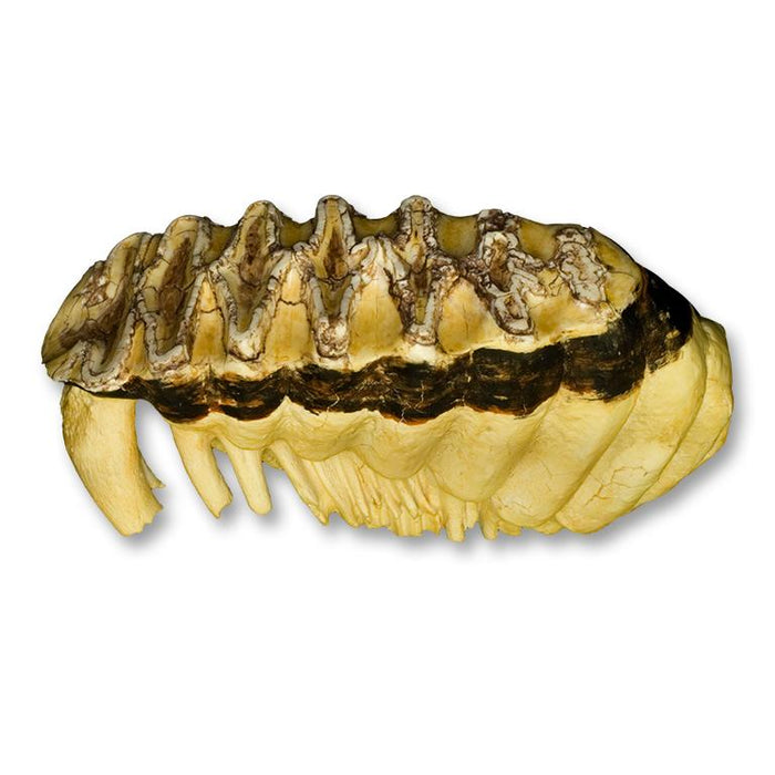 Elephant Tooth Shell Replica African Elephant Tooth For Sale — Skulls Unlimited ...