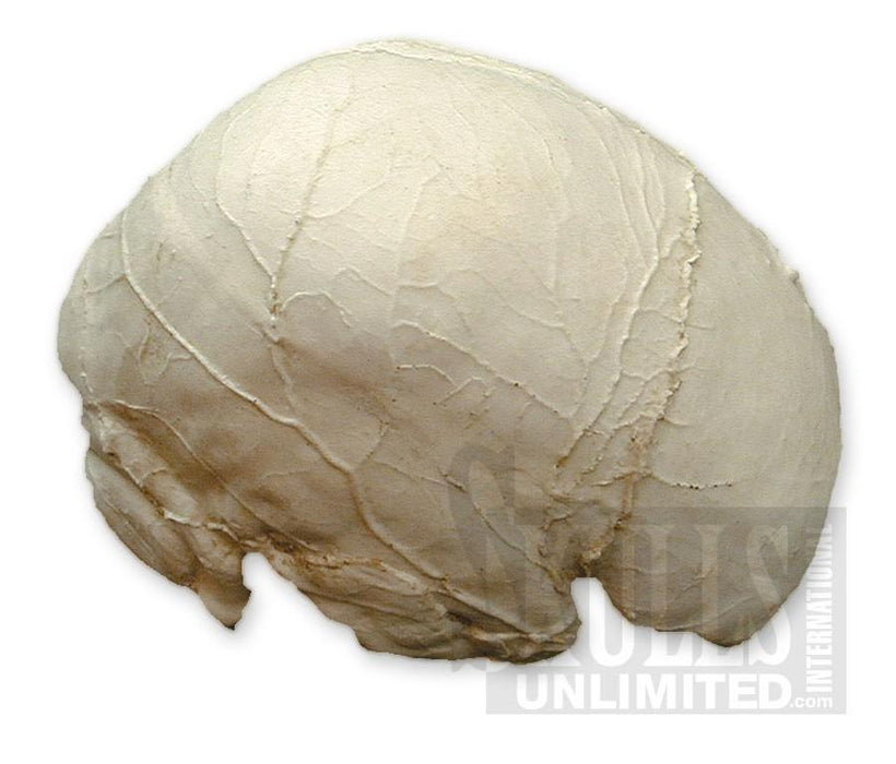 Replica Human Skull Endocast