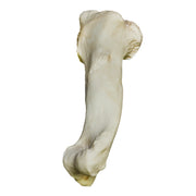 Replica Florida Manatee Forelimb Set