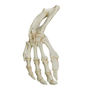 Replica Florida Manatee Forelimb Set