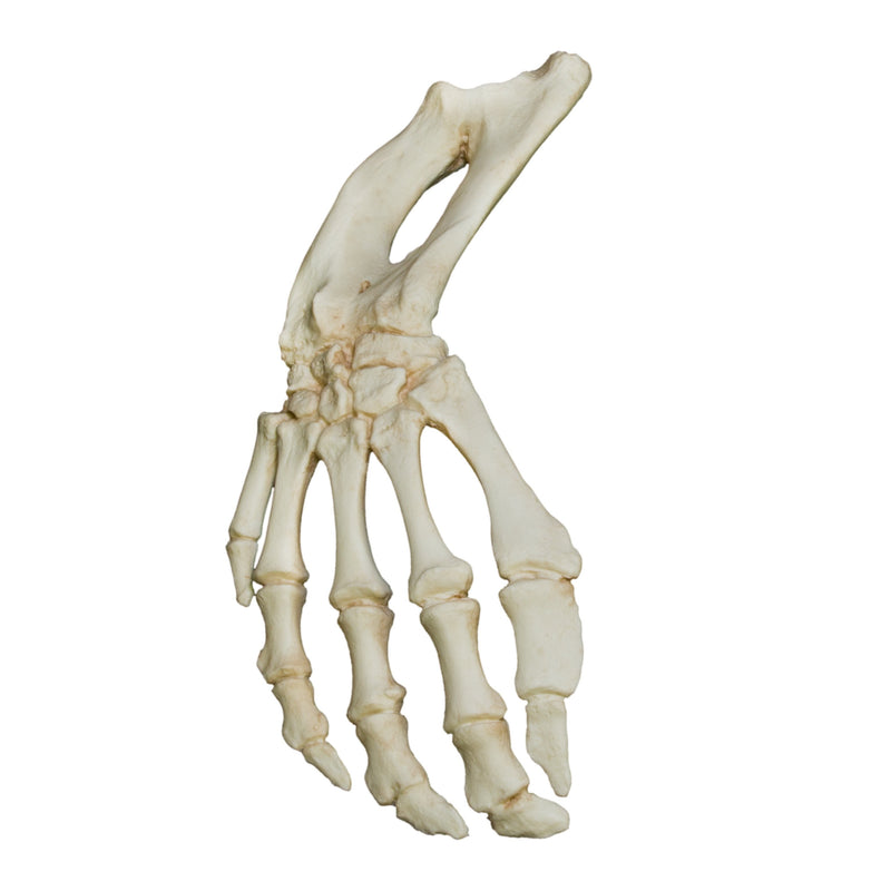 Replica Florida Manatee Forelimb Set