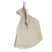 Replica Florida Manatee Forelimb Set