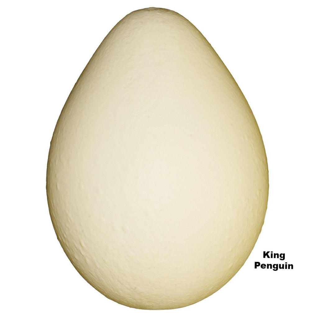 KO-181-King-Penguin-Egg-RE-