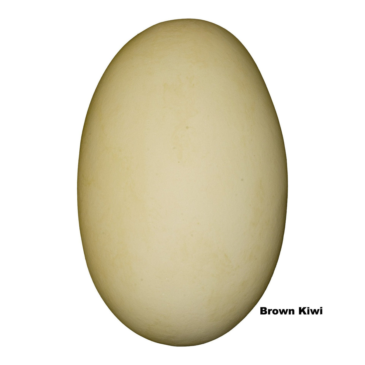 KO-182-Brown-Kiwi-Egg-RE-