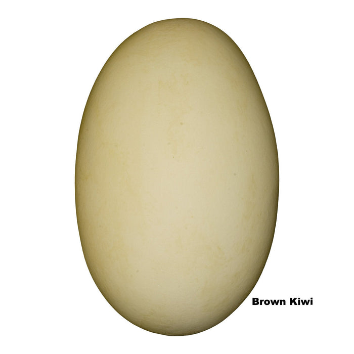 Replica Brown Kiwi Egg (121mm)