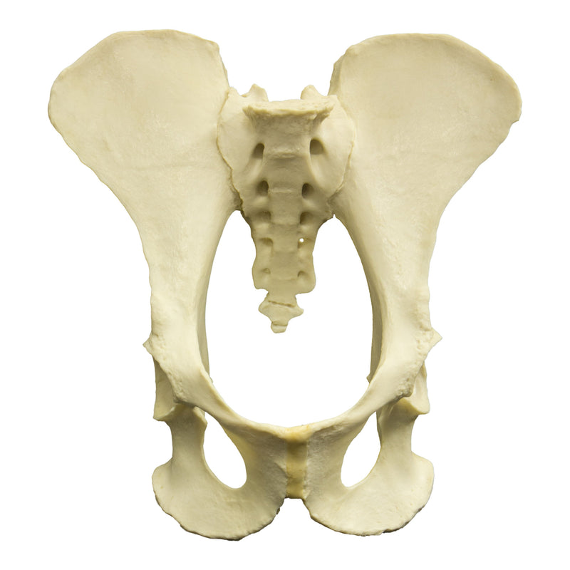 Replica Articulated Female Chimpanzee Pelvis