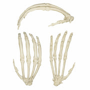 Replica Sumatran Orangutan Hand