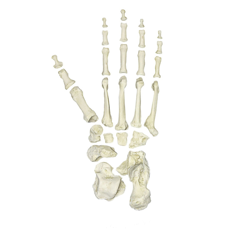 Replica Lowland Gorilla Foot