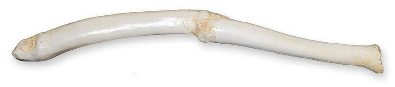 Replica Walrus Pathological Baculum