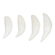 Replica African Lion Canine