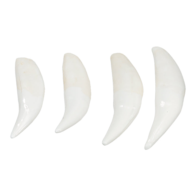 Replica African Lion Canine