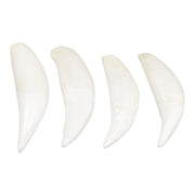 Replica Tiger Canine