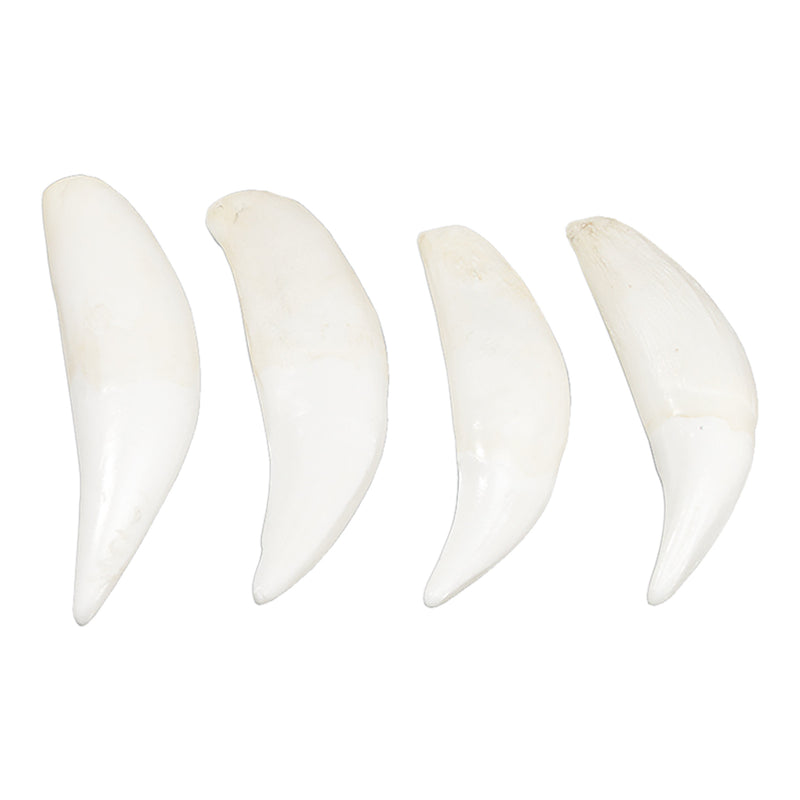 Replica Tiger Canine