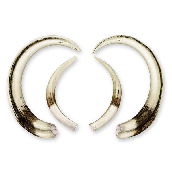 Replica Warthog Skull