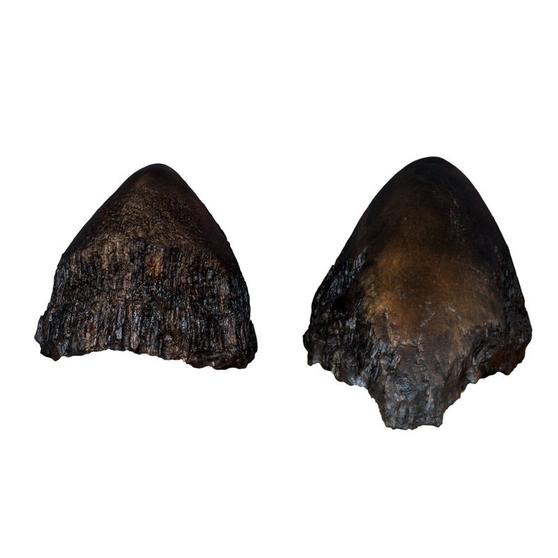 Replica Sumatran Rhinoceros Horns