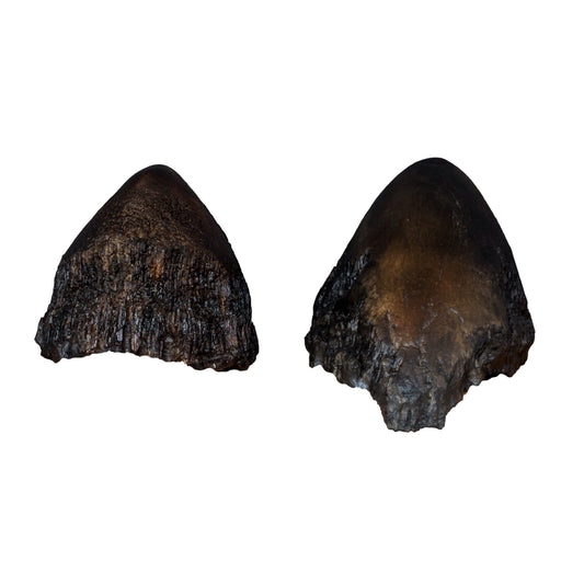 Replica Sumatran Rhinoceros Horns