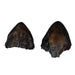 Replica Sumatran Rhinoceros Horns