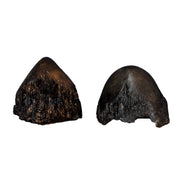 Replica Sumatran Rhinoceros Horns