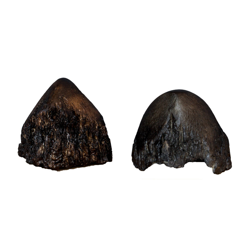 Replica Sumatran Rhinoceros Horns