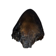 Replica Sumatran Rhinoceros Horns