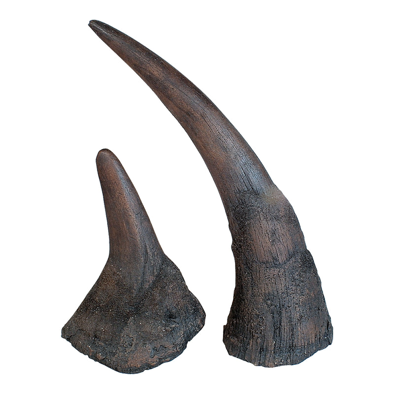 Replica Black Rhinoceros Horns