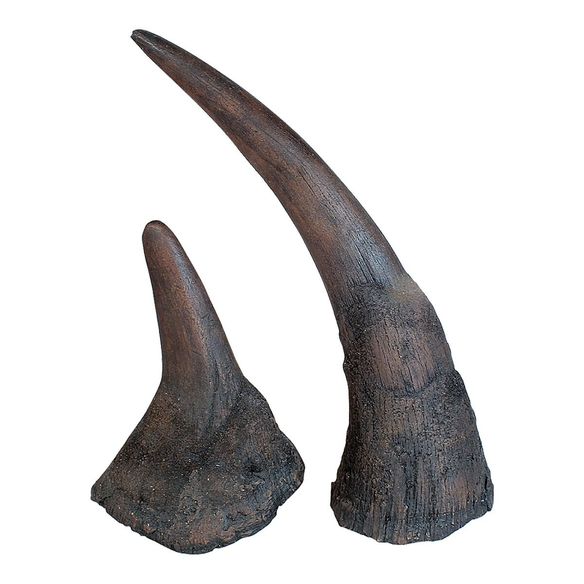 Replica Black Rhinoceros Horns For Sale — Skulls Unlimited