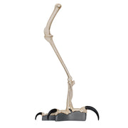 Replica Harpy Eagle Leg