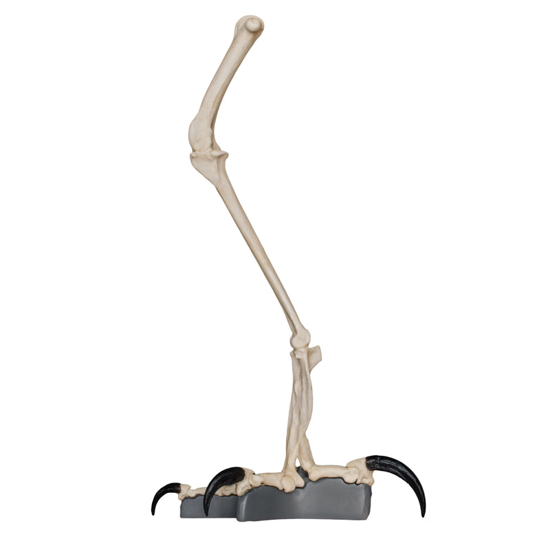 Replica Harpy Eagle Leg