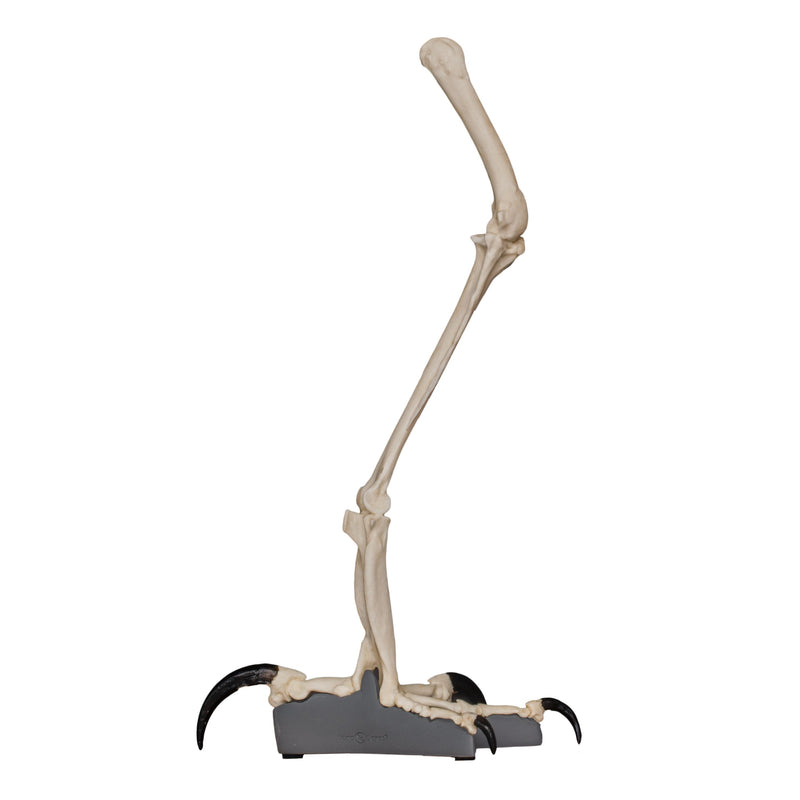 Replica Harpy Eagle Leg