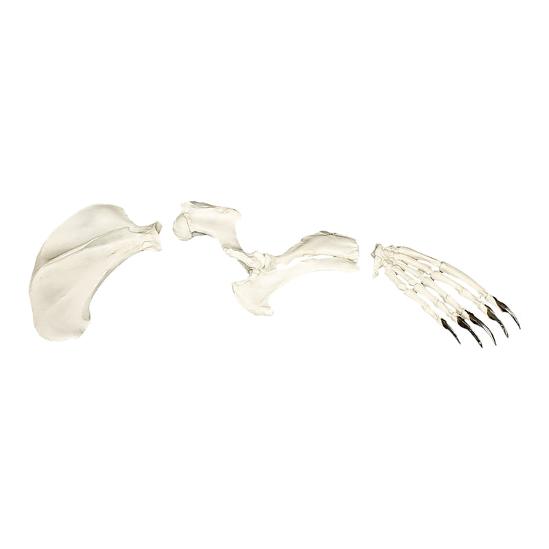 Replica Harbor Seal Forelimb Set
