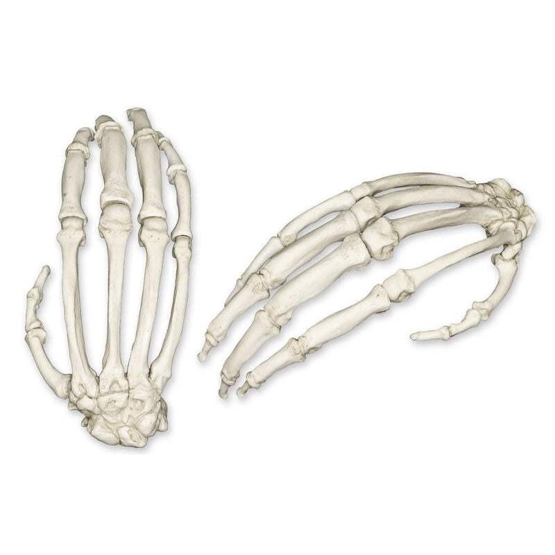 Replica Chimpanzee Hand - Single