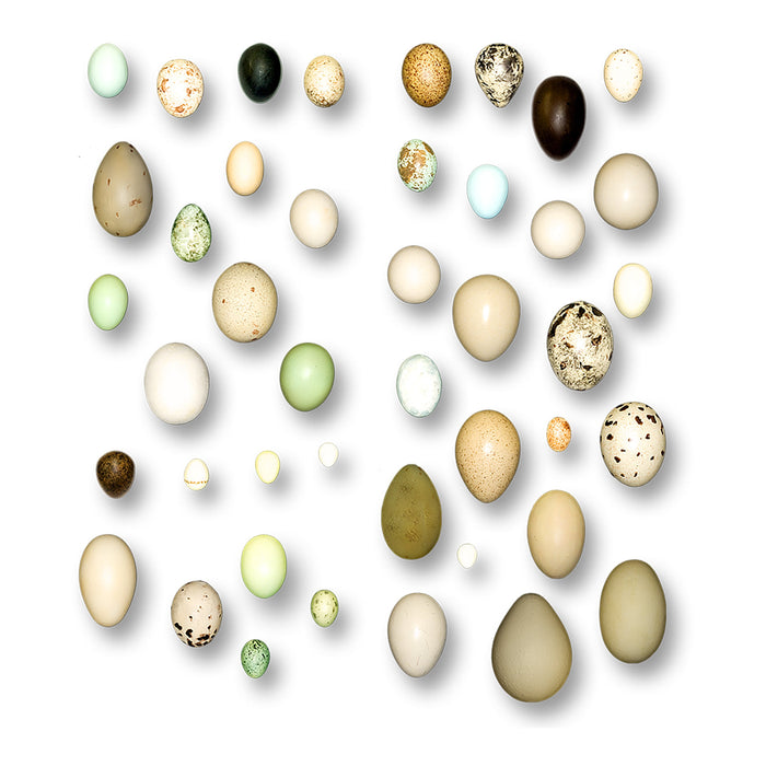 Replica North American Bird Eggs - Set of 36
