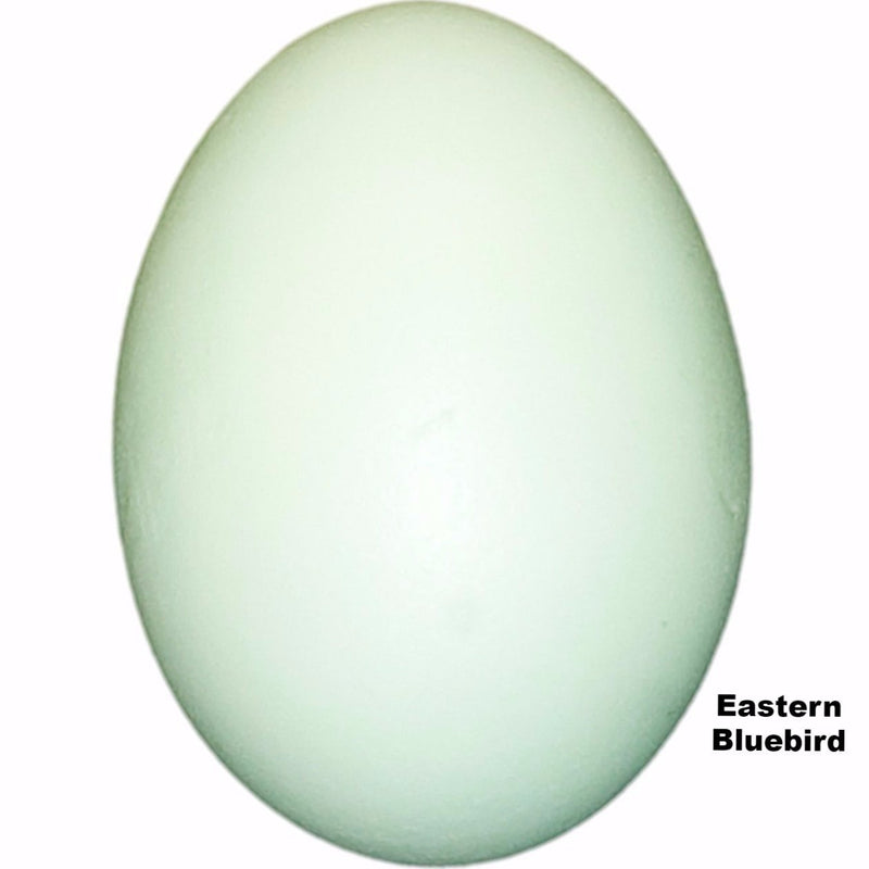 Replica Eastern Bluebird Egg (23 mm)