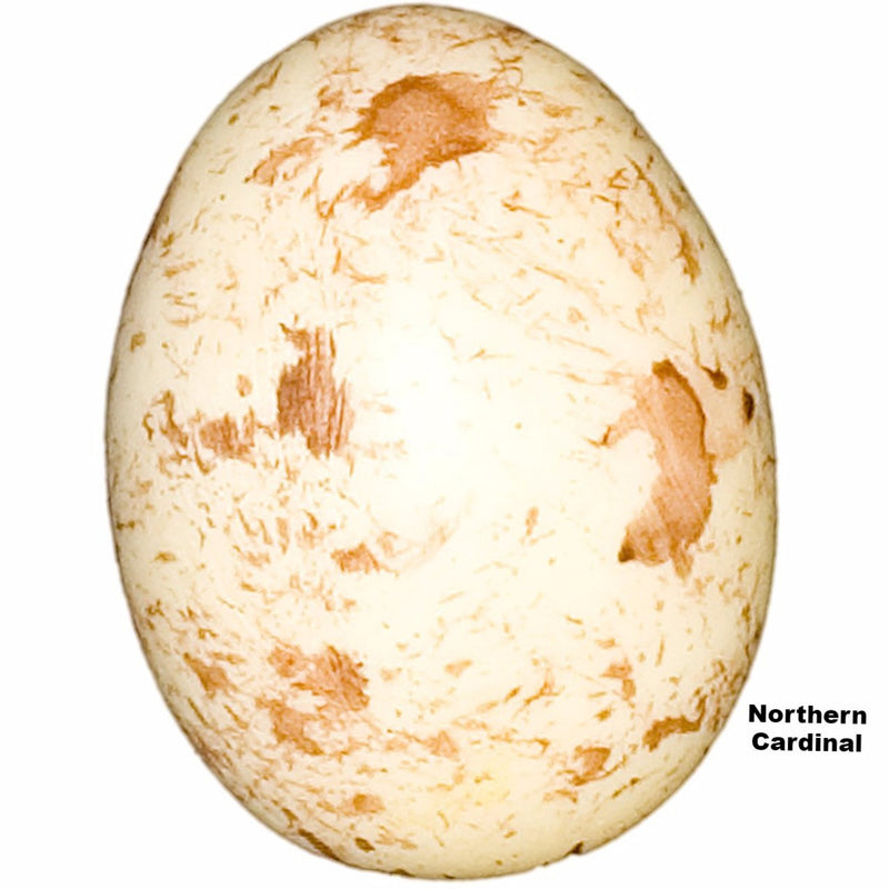 Replica Northern Cardinal Egg (25 mm)