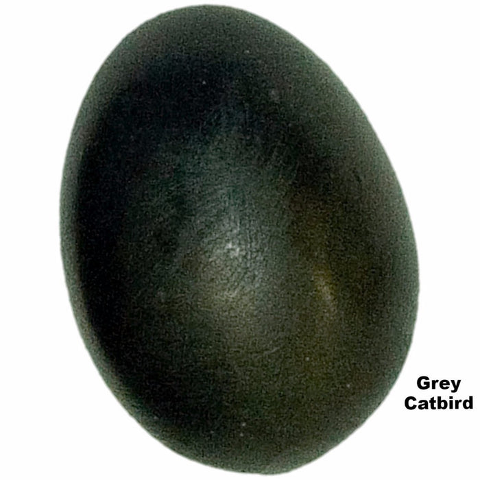 Replica Grey Catbird Egg (22mm)