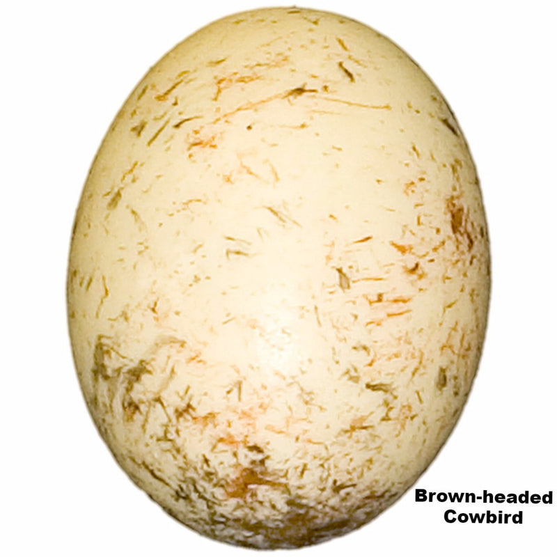 Replica Brown-headed Cowbird Egg (20 mm)