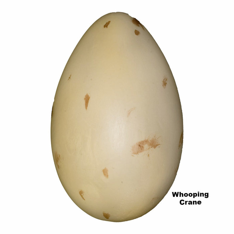 Replica Whooping Crane Egg (98mm)