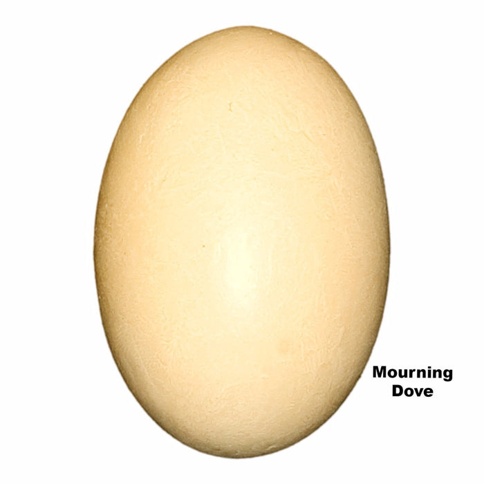 Replica Mourning Dove Egg (23mm)