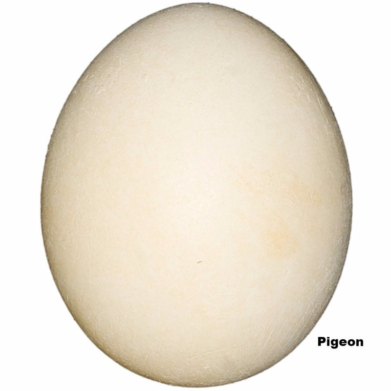 Replica Pigeon (Rock Dove) Egg (33 mm)