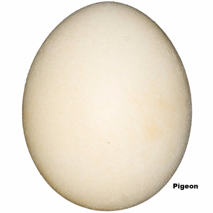 Replica Pigeon (Rock Dove) Egg  (39mm)