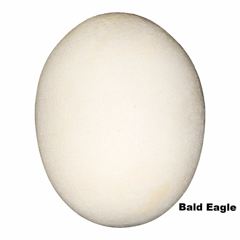 Replica Bald Eagle Egg (73 mm)