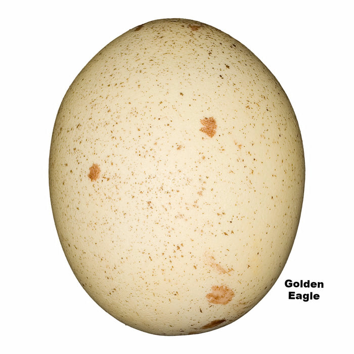Replica Golden Eagle Egg (74mm)